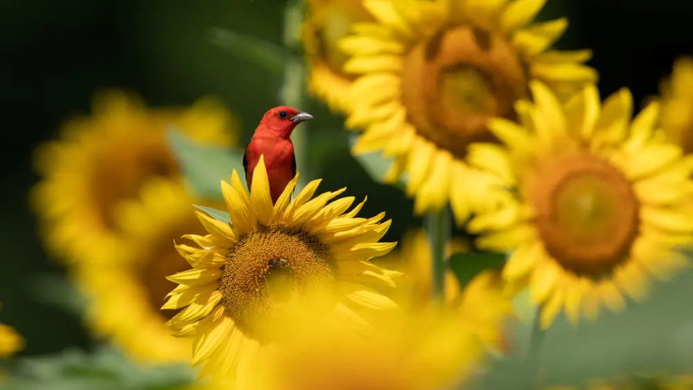 scarlet-tanager-mckee-beshers-wildlife-management-area-maryland