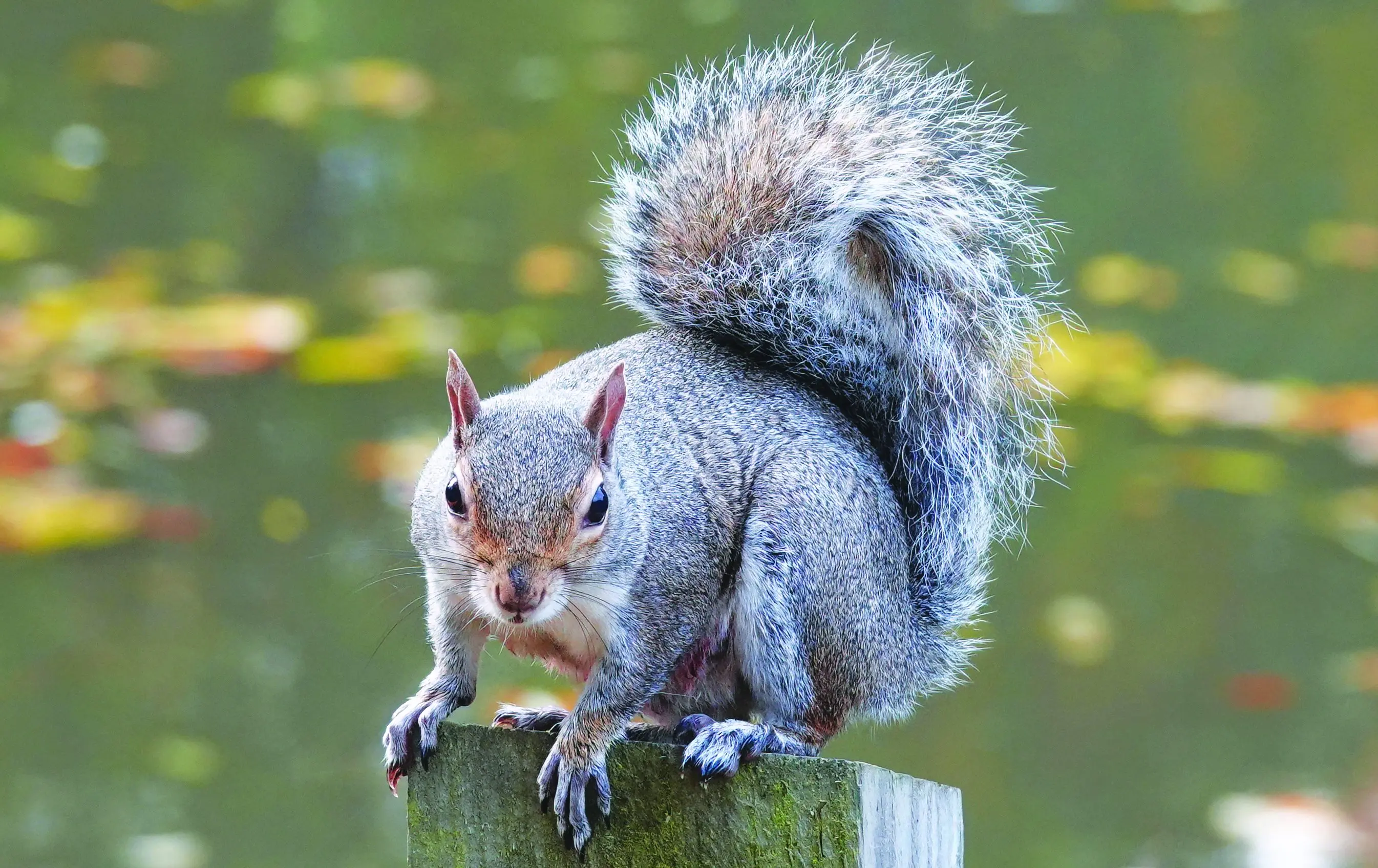 A grey squirrel with a bushy tail perching on a fence post against a defocused background.