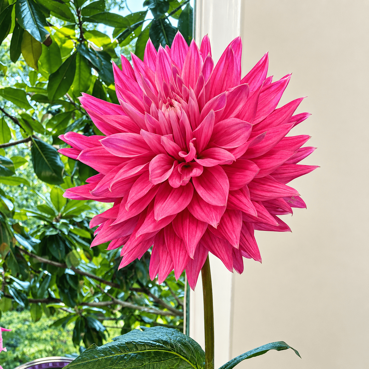 DAHLIAღ No Nor'easter Can Dampen the Dazzling Dahlia Flower Show