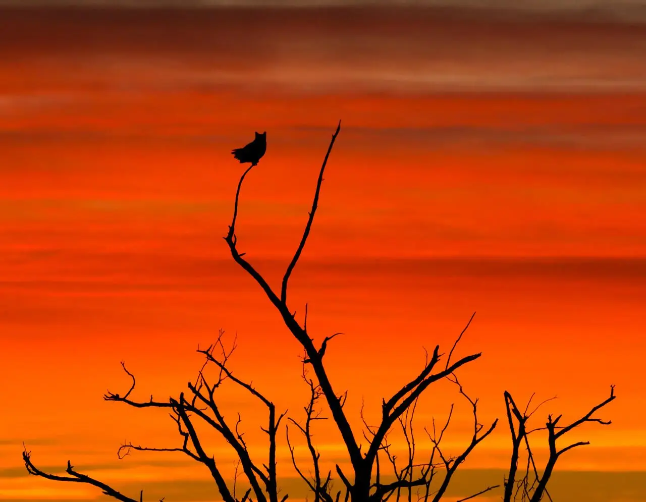 Full Moon Owl Prowl Hike – Greenwich Sentinel