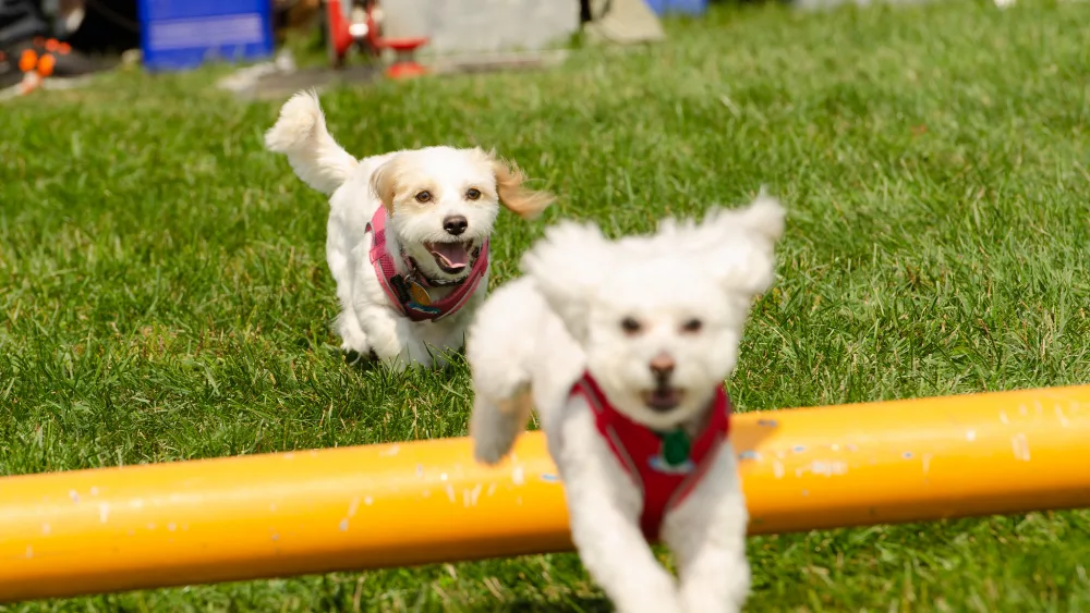 puttinonthedog-2019-2022_pic7