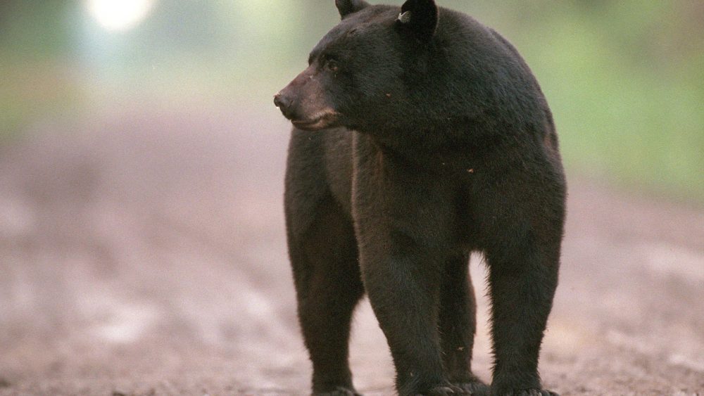 bear-with-history-of-break-ins-euthanized-saturday-after-entering-a-simsbury-home