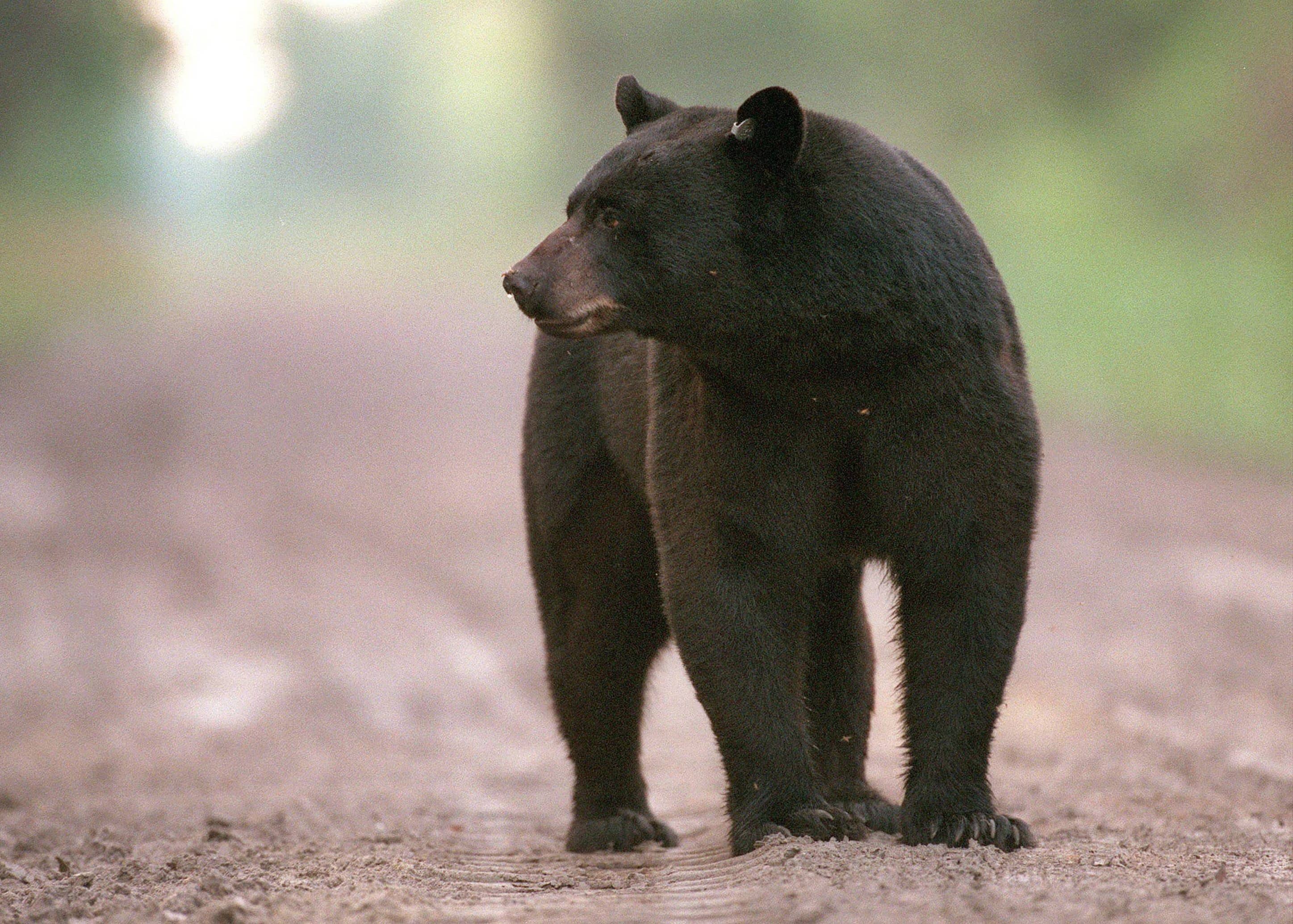 bear-with-history-of-break-ins-euthanized-saturday-after-entering-a-simsbury-home