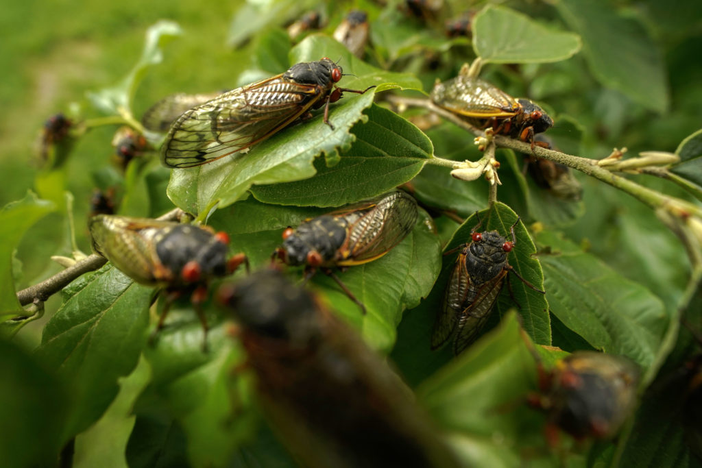 biden-press-plane-cicadas