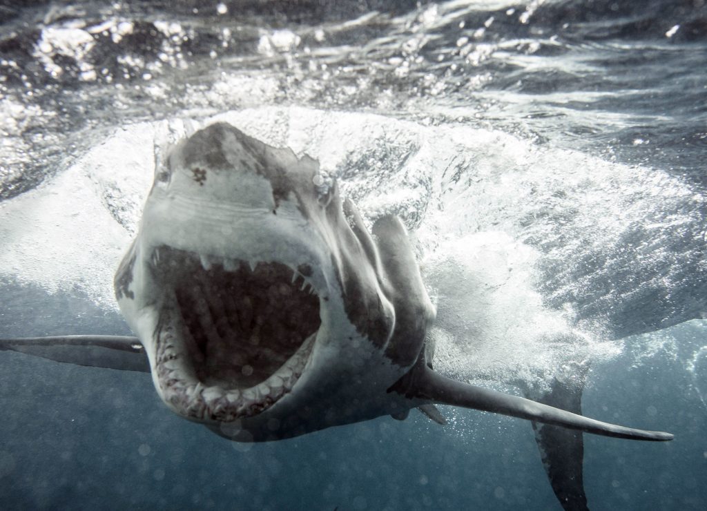 australia-photograher-gets-jawsome-shot-of-huge-great-white-charging-his-shark-cage-underwater