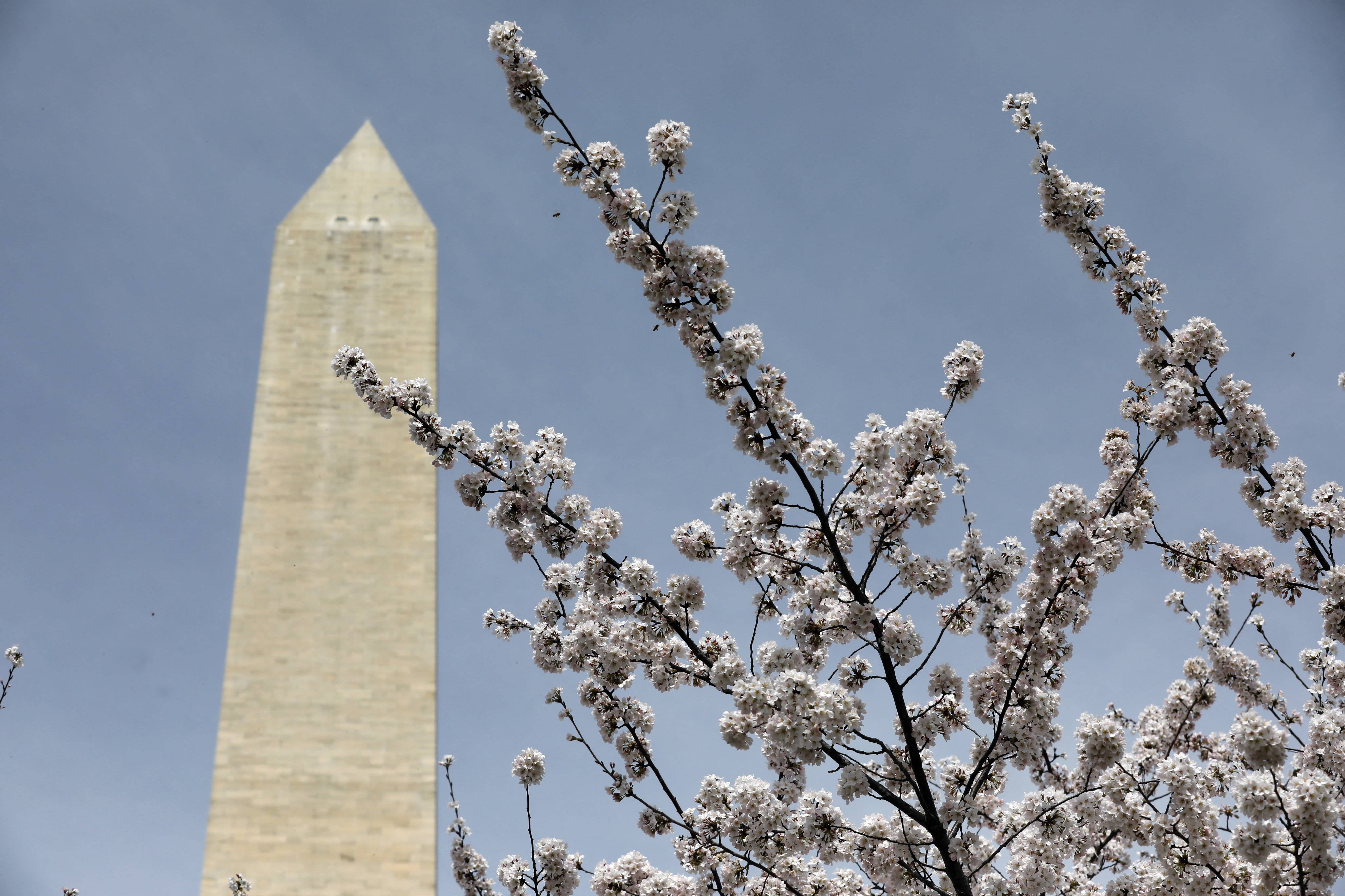 cherry-blossom-washington