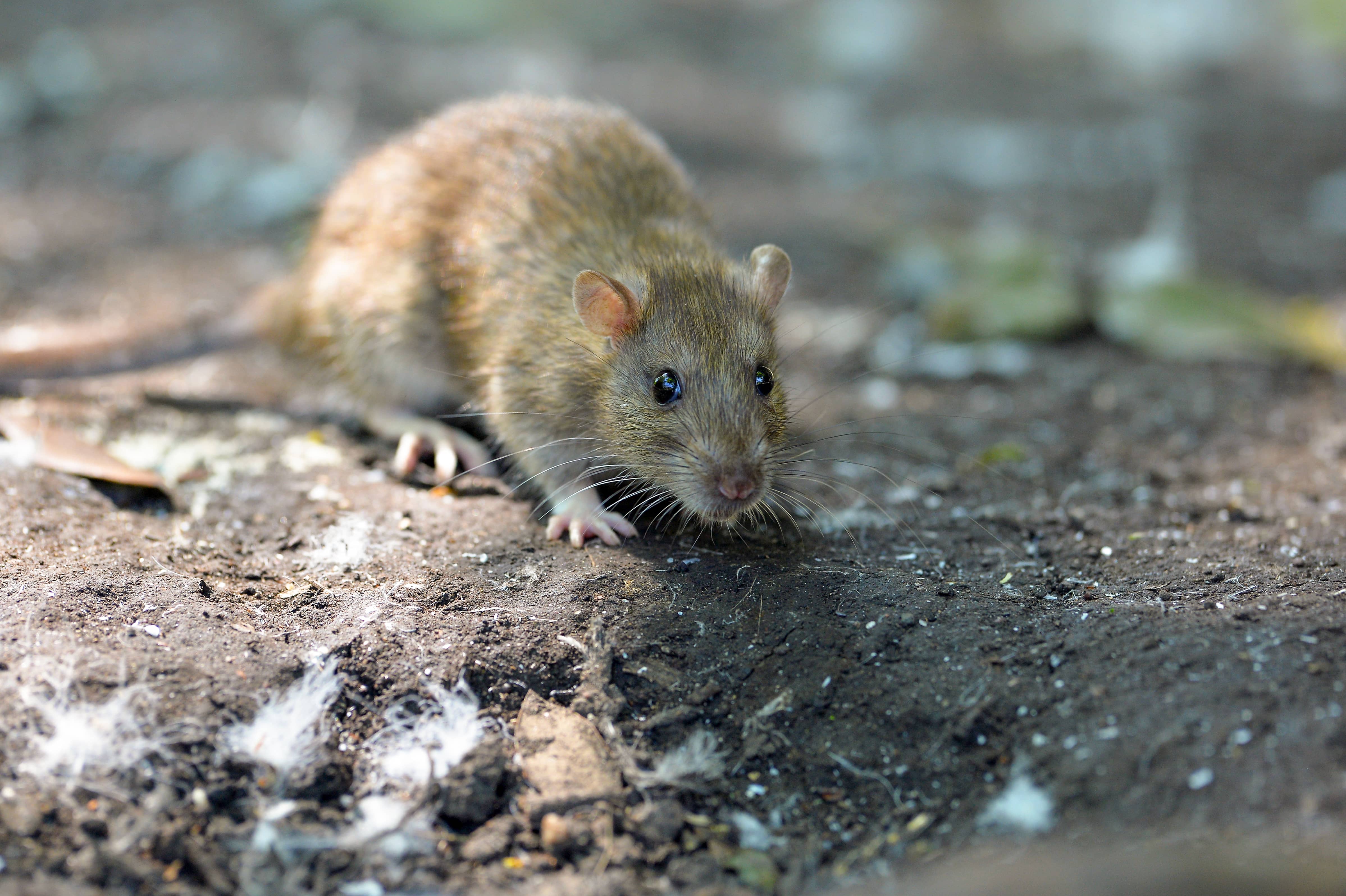 brown-rats-in-leicester