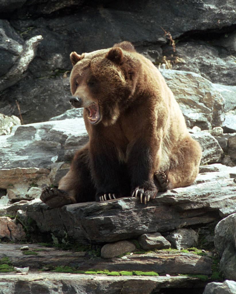 ny-grizzly-bears-represent-the-bear-market