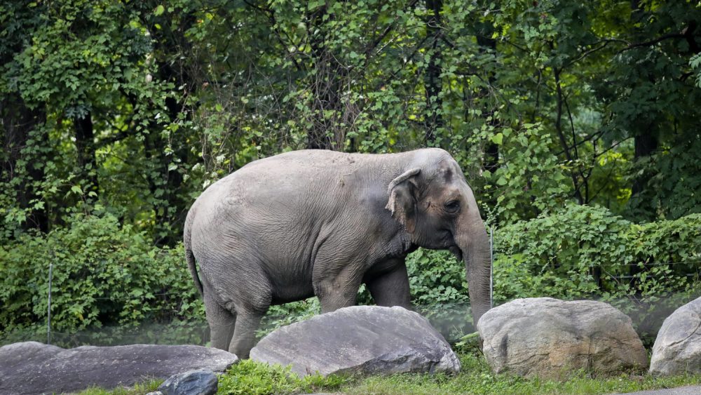 bronx-zoo-elephant-lawsuit