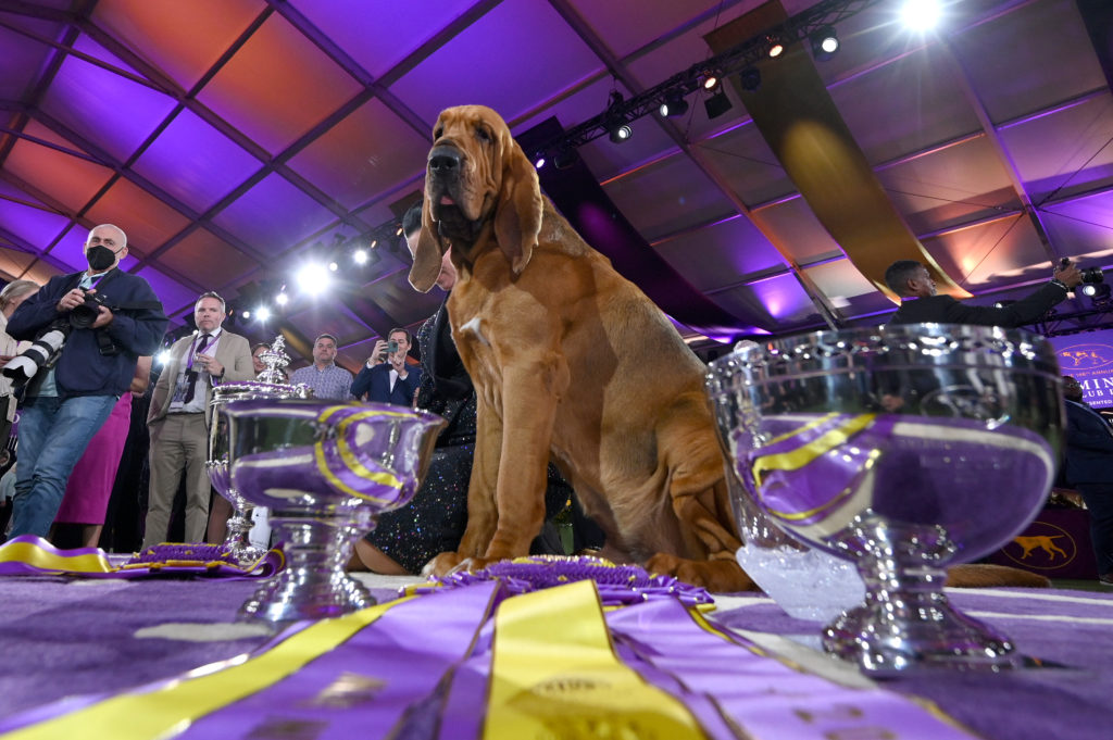 ny-best-in-show-at-the-146th-annual-westminster-kennel-club-dog-show-2