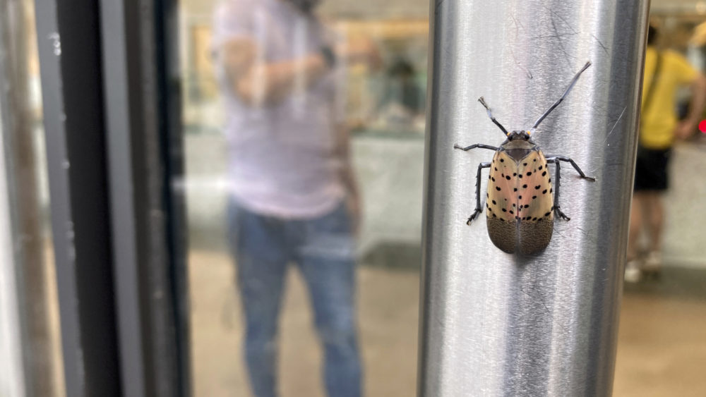 spotted-lanternfly