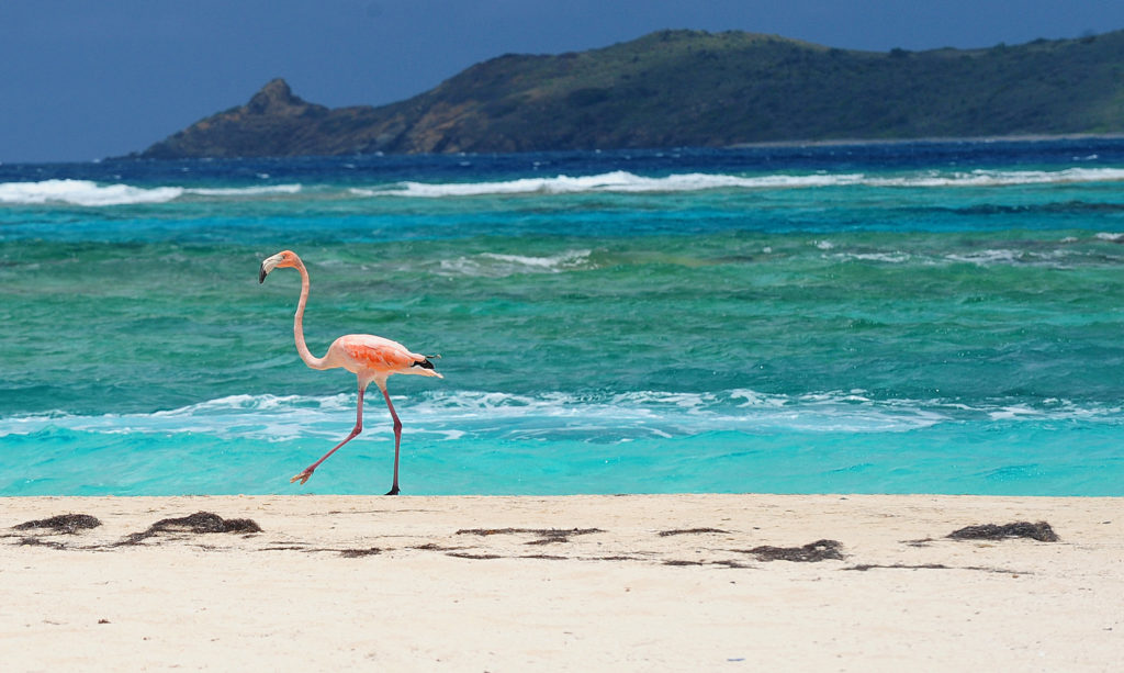 british-virgin-islands-protecting-sharks