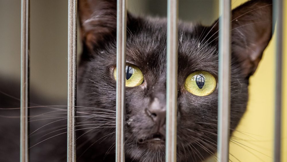 syndication-the-daily-advertiser-2