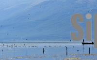 north-macedonia-prespa-lake-migrating-birds