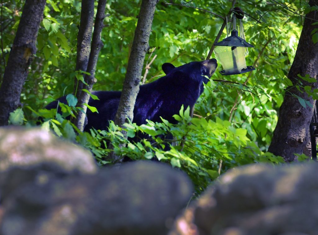 Black Bear Attacks Ten-Year-Old Boy In Connecticut | 77 WABC