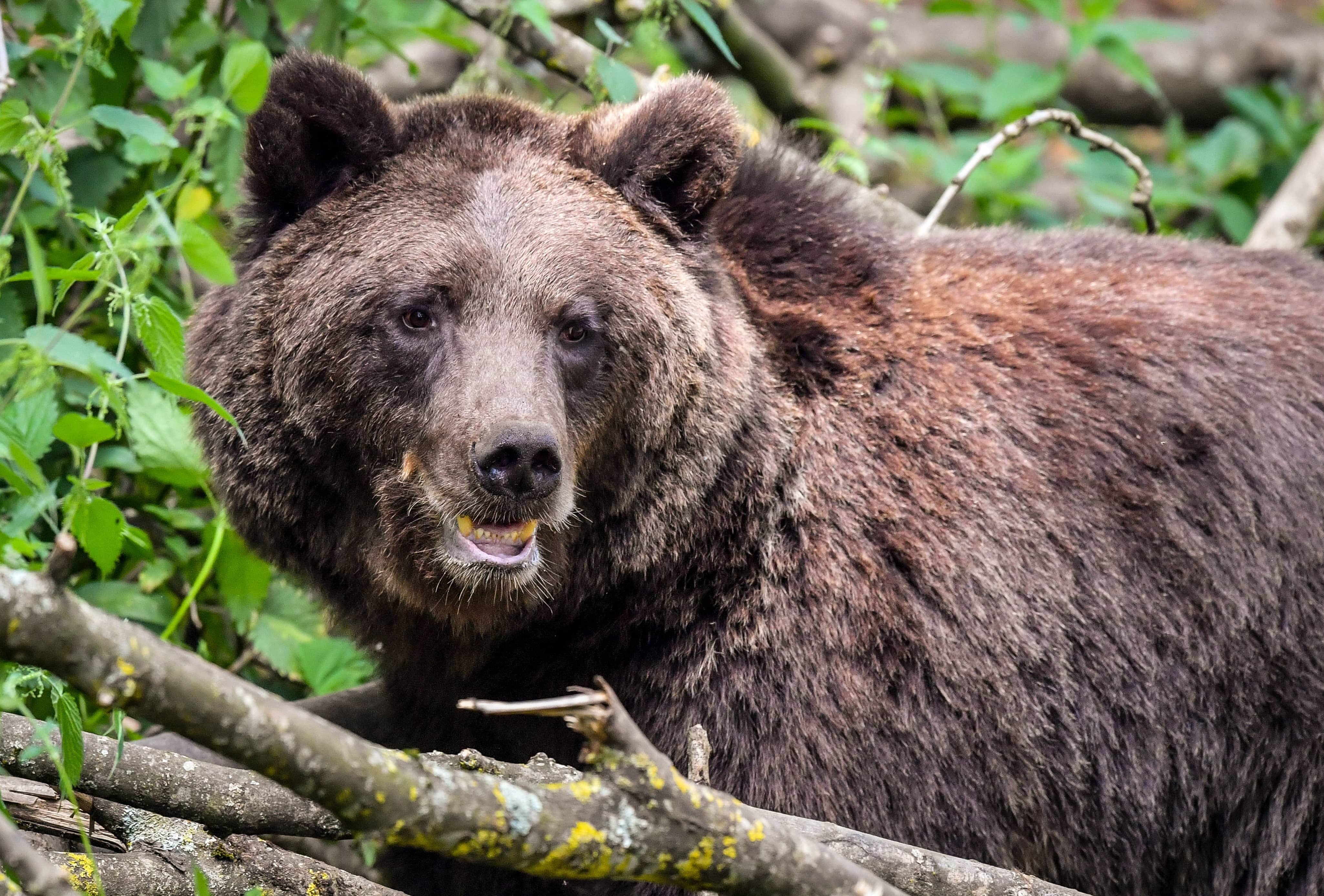 brown-bears-studies