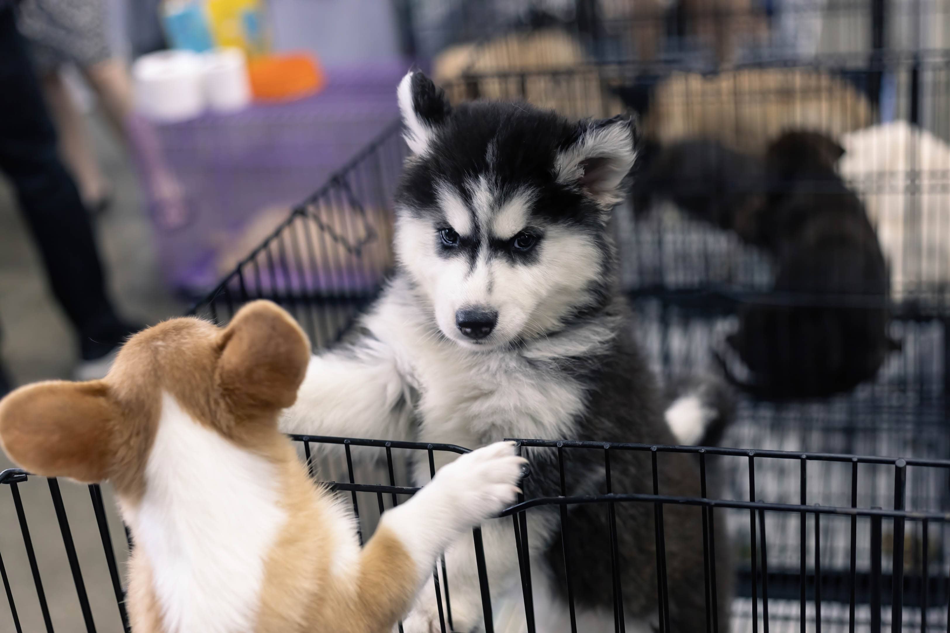 international-pet-variety-exhibition-in-bangkok-thailand