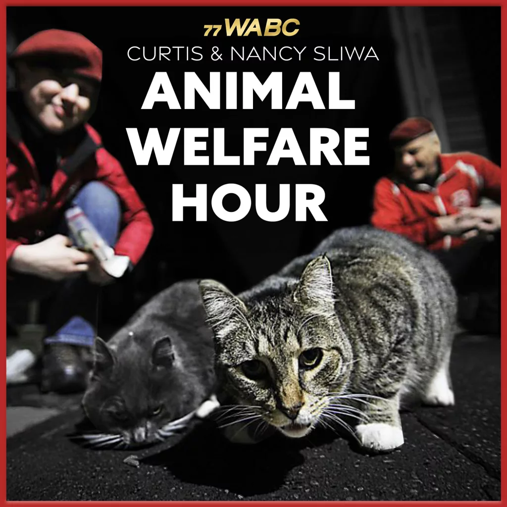 welfare_curtis_v1510255