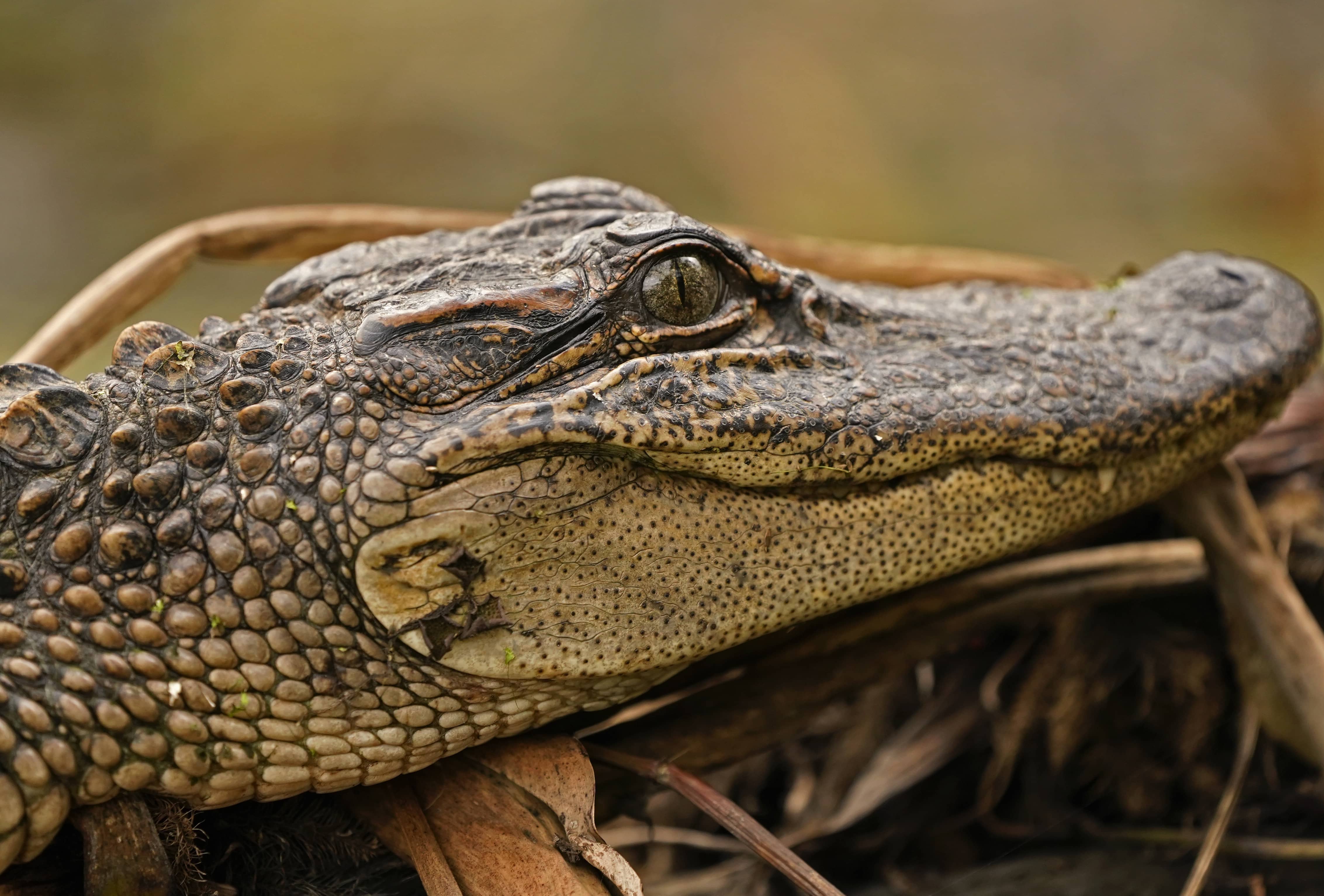 Alligator On Loose In Nj 77 Wabc