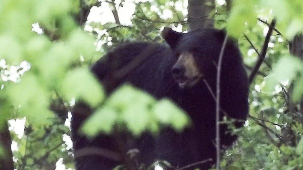 Wild bear on-the-loose in South Orange