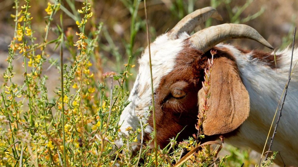 syndication-ventura-county-star-7