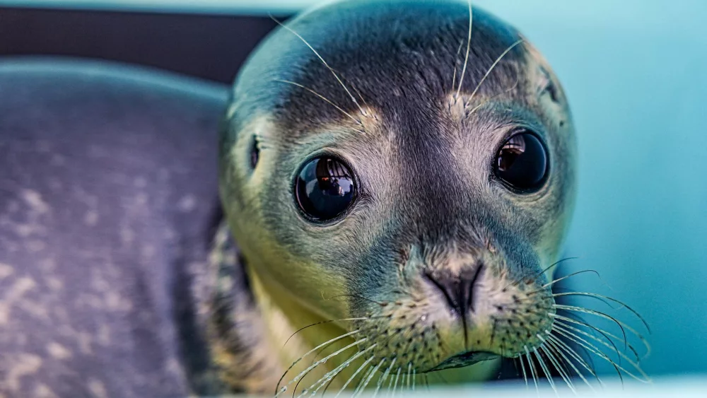 news-rescued-seals-on-the-mend-at-mystic-aquarium