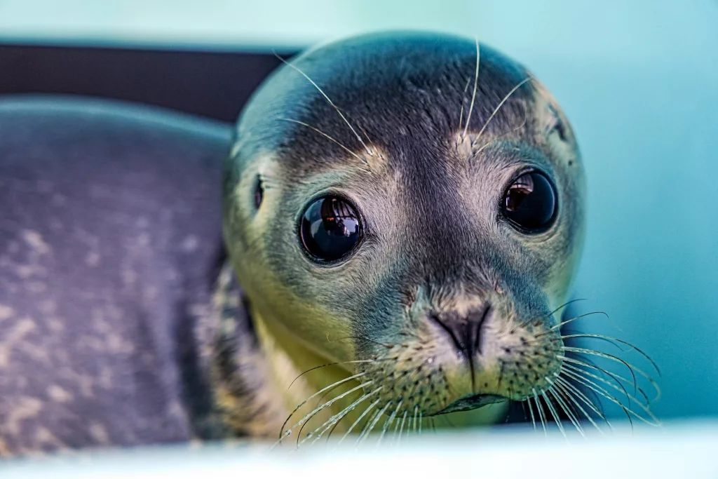 news-rescued-seals-on-the-mend-at-mystic-aquarium