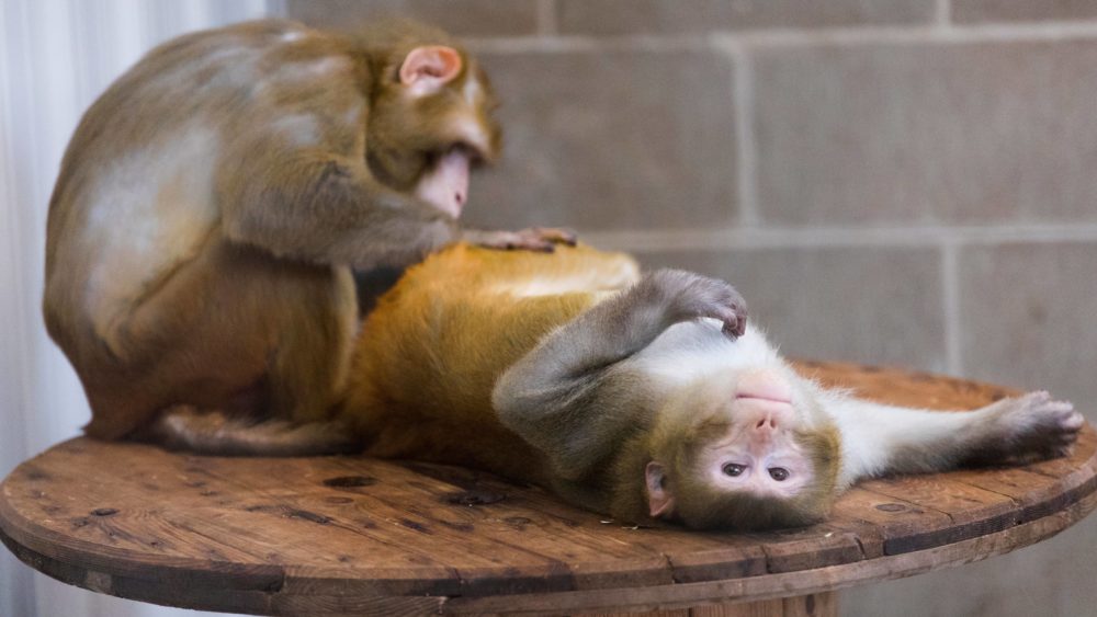 a-rhesus-macaque-named-river-right-is-groomed-by-batman-monkeys20p2