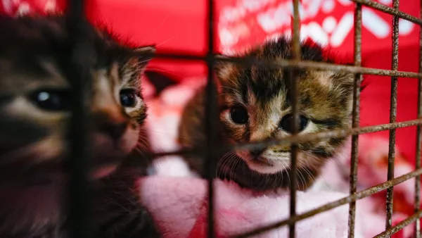 Kittens Rescued from Trash Can in BK