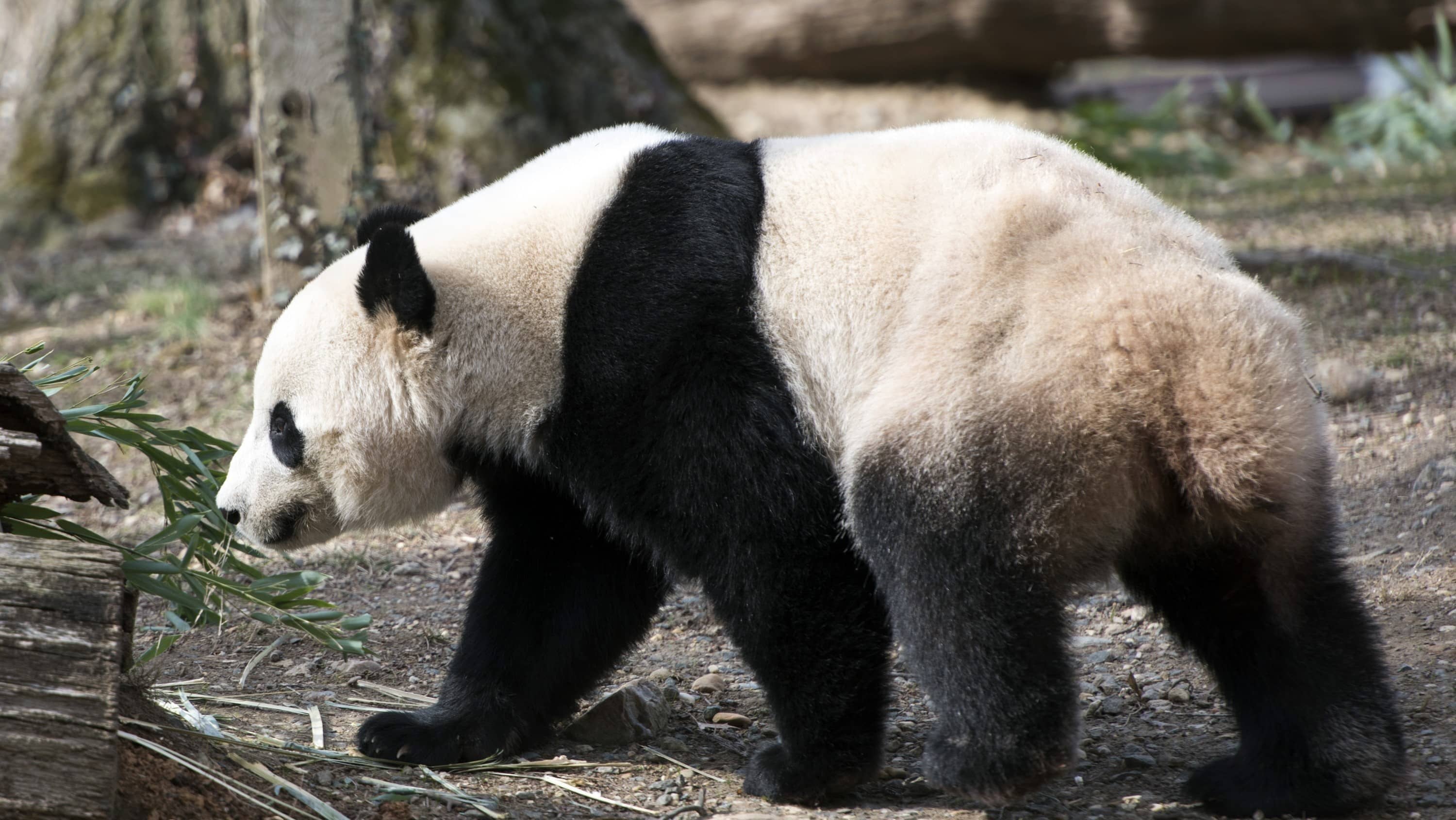 national-zoo-panda