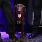 NYPD K-9 Officer DeMo