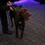 NYPD K-9 Officer DeMo -3