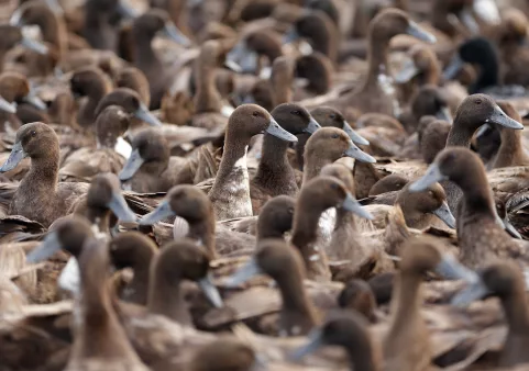 farmers-tends-to-her-flock-of-ducks-in-nakhon-sawan-thailand-20-jan-2025