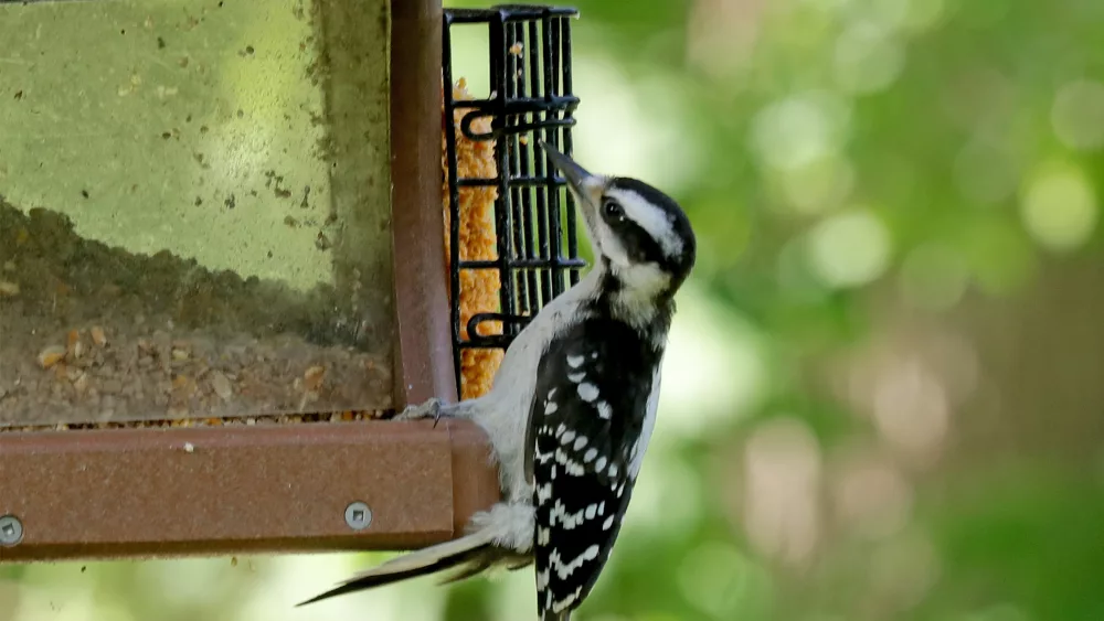 woodpecker-file