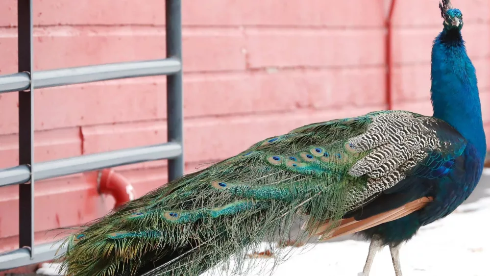 peacock
