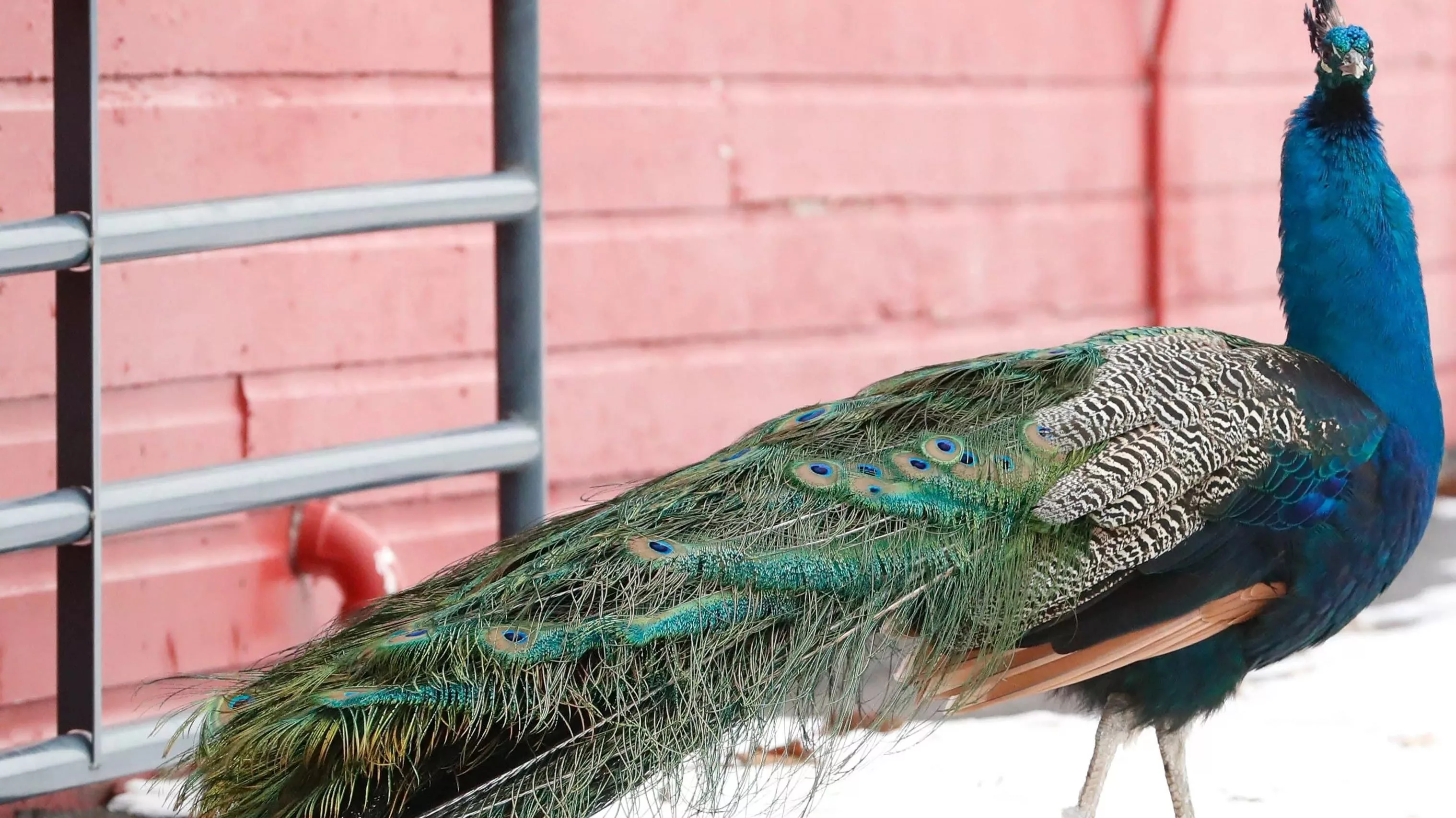 peacock