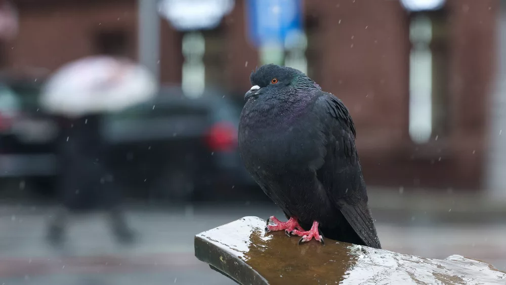 russia-rainy-weather-in-moscow