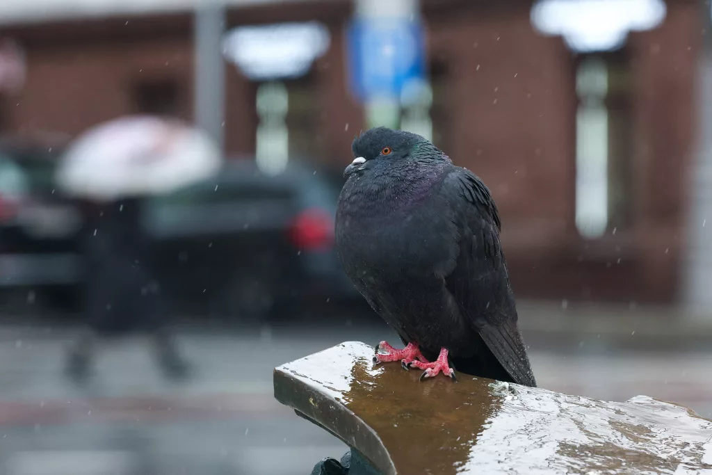 russia-rainy-weather-in-moscow