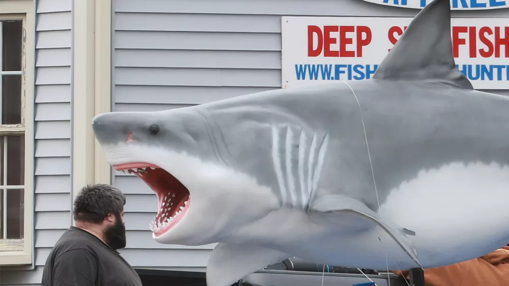 shark