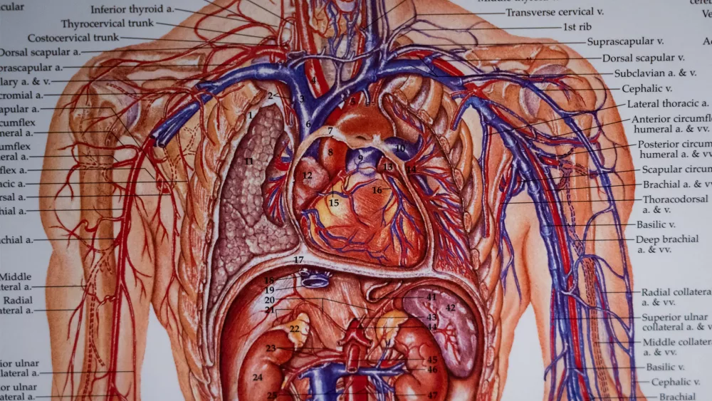 heart