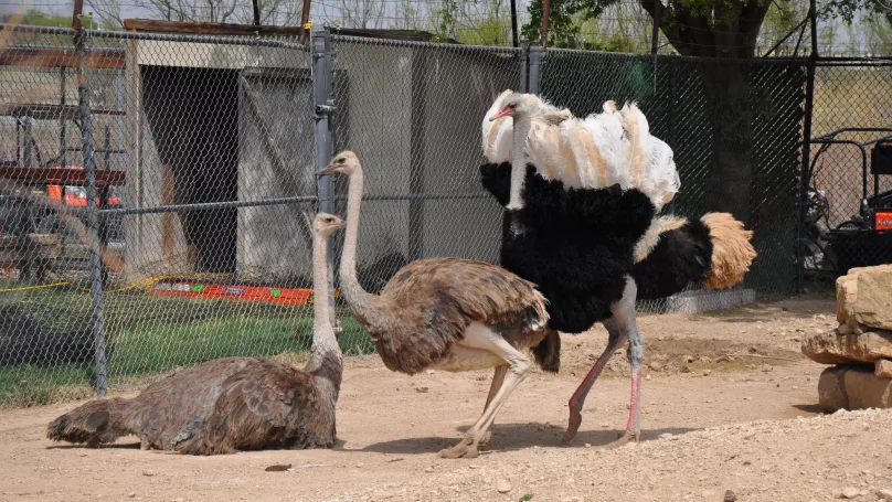 Save the Ostriches!
