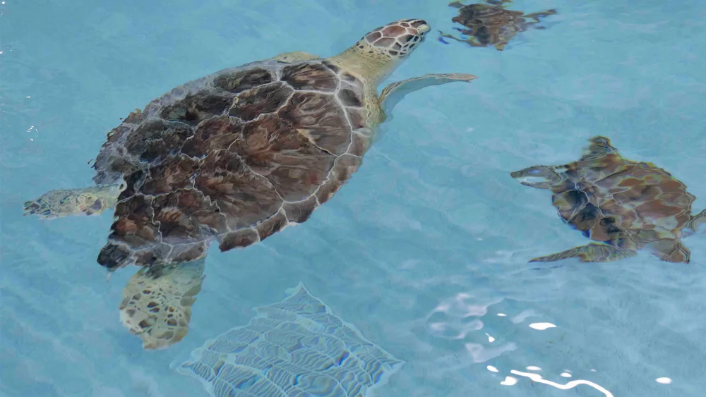 turtle
