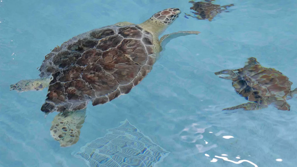 turtle