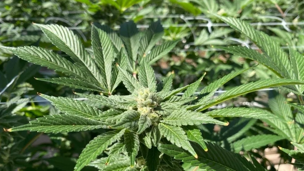 syndication-arizona-republic-96
