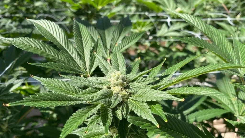 syndication-arizona-republic-96