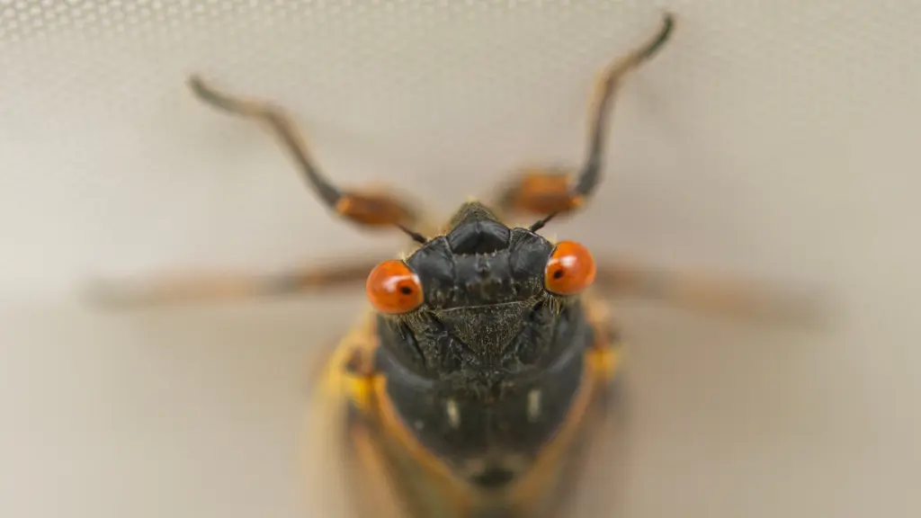 bugs