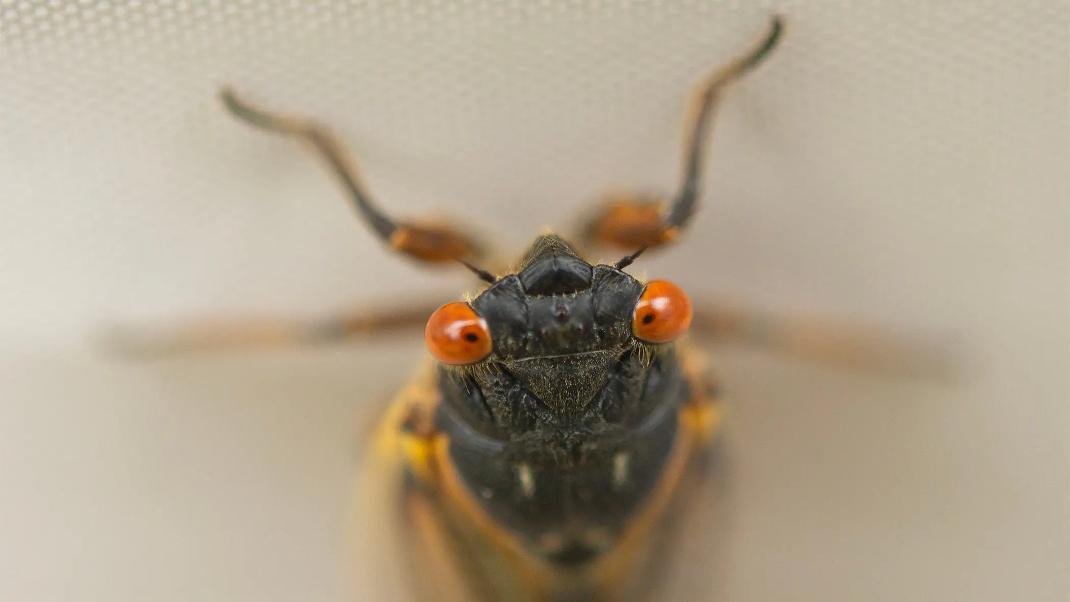 bugs