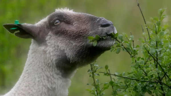 Sheep To Help Clean Governors Island