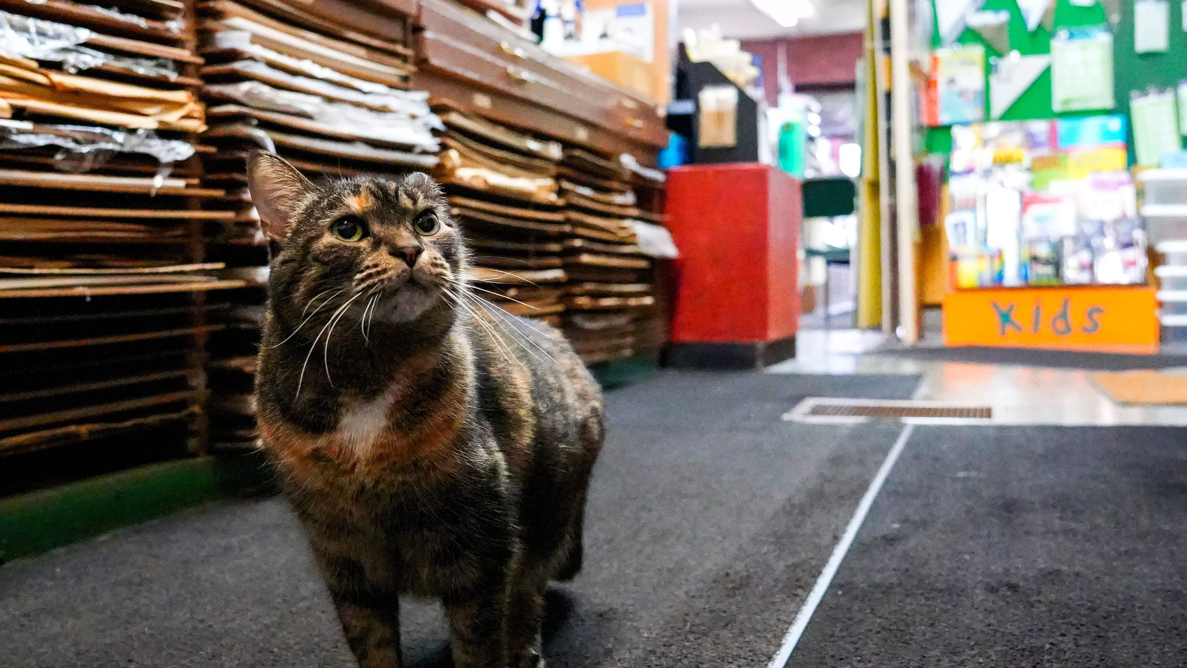 syndication-the-enquirer-33