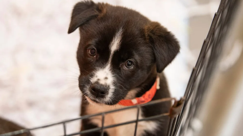 syndication-the-montgomery-advertiser-14